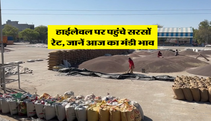 Sarso Rate : हाईलेवल पर पहुंचे सरसों रेट, जानें आज का मंडी भाव