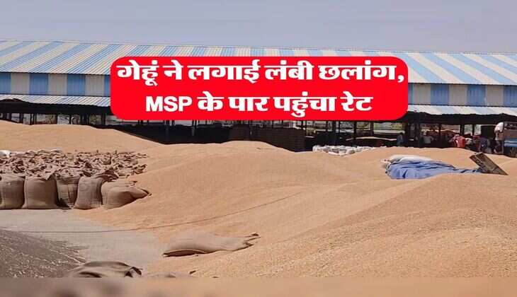 Wheat Rate : गेहूं ने लगाई लंबी छलांग, MSP के पार पहुंचा रेट