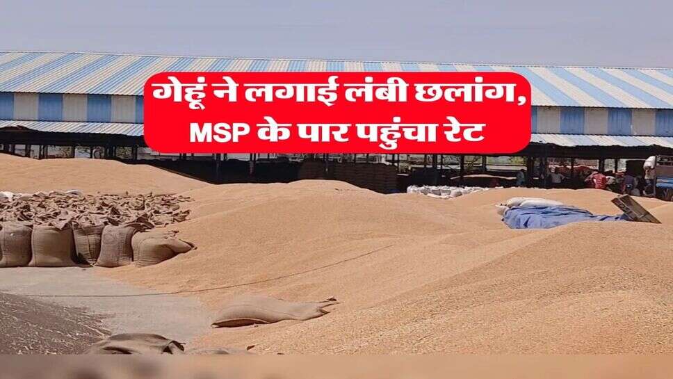 Wheat Rate : गेहूं ने लगाई लंबी छलांग, MSP के पार पहुंचा रेट