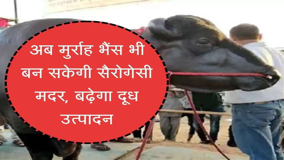 Murrah buffalo अब मुर्राह भैंस भी बन सकेगी सैरोगेसी मदर, बढ़ेगा दूध उत्पादन