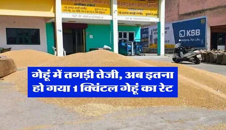 Wheat Rate Hike : गेहूं में तगड़ी तेजी, अब इतना हो गया 1 क्विंटल गेहूं का रेट