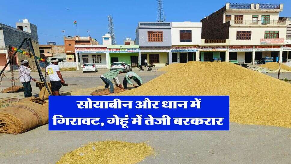 Rajasthan Mandi Bhav : सोयाबीन और धान में गिरावट, गेहूं में तेजी बरकरार&nbsp;