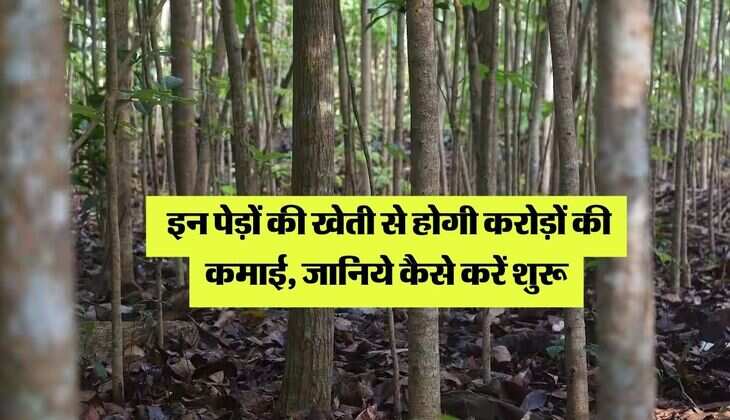Business Idea : इन पेड़ों की खेती से होगी करोड़ों की कमाई, जानिये कैसे करें शुरू