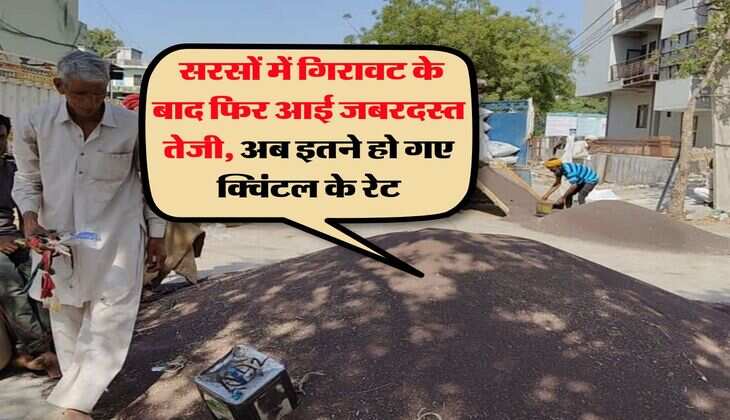 Sarso ka Rate : सरसों में गिरावट के बाद फिर आई जबरदस्त तेजी, अब इतने हो गए क्विंटल के रेट