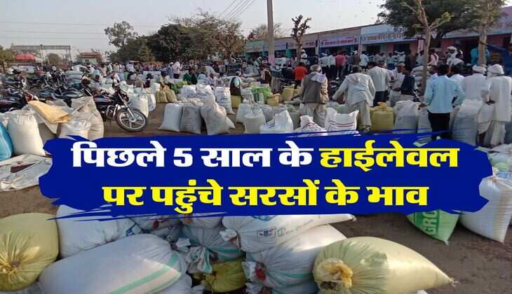 sarso ka bhav 12 july 2025 : पिछले 5 साल के हाईलेवल पर पहुंचे सरसों के भाव