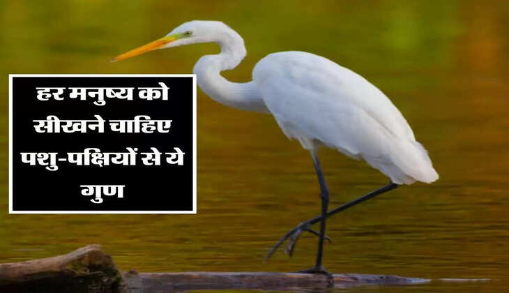  हर मनुष्य को सीखने चाहिए पशु-पक्षियों से ये गुण, कहती है चाणक्य नीति