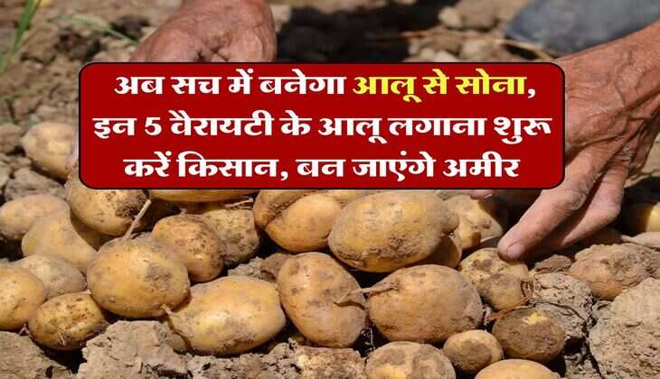 Aalu se Sona : अब सच में बनेगा आलू से सोना, इन 5 वैरायटी के आलू लगाना शुरू करें किसान, बन जाएंगे अमीर