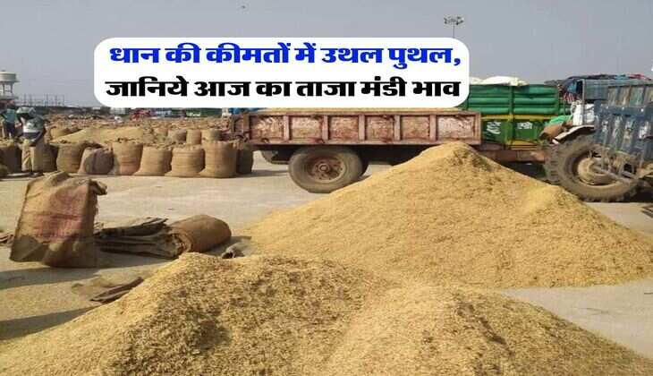 Mandi Bhav Today : धान की कीमतों में उथल पुथल, जानिये आज का ताजा मंडी भाव