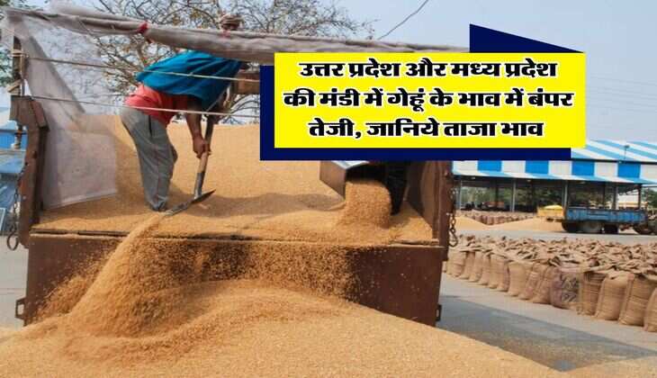 Wheat Rate : उत्तर प्रदेश और मध्य प्रदेश की मंडी में गेहूं के भाव में बंपर तेजी, जानिये ताजा भाव 