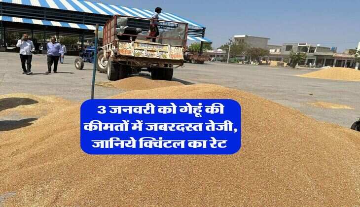 Gehu Bhav : 3 जनवरी को गेहूं की कीमतों में जबरदस्त तेजी, जानिये क्विंटल का रेट&nbsp;