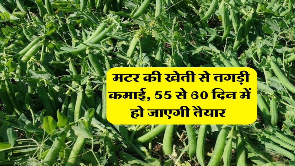 matar ki kheti : मटर की खेती से तगड़ी कमाई, 55 से 60 दिन में हो जाएगी तैयार&nbsp;
