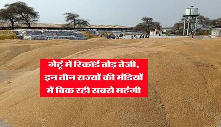 Wheat Rate : गेहूं में रिकॉर्ड तोड़ तेजी, इन तीन राज्यों की मंडियों में बिक रही सबसे महंगी