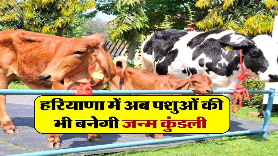 हरियाणा में अब पशुओं की भी बनेगी जन्म कुंडली&nbsp;