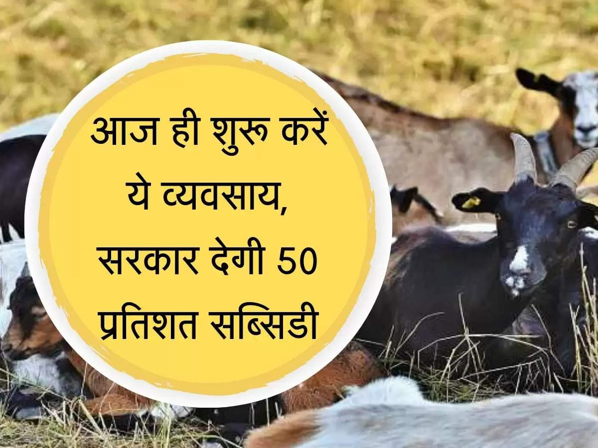 Pashu Palan Subsidy भेड़ बकरी पालन व्यवसाय पर सरकार देगी 50 प्रतिशत सब्सिडी, ऐसे उठाएं योजना का लाभ