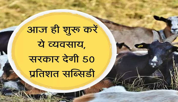 Pashu Palan Subsidy भेड़ बकरी पालन व्यवसाय पर सरकार देगी 50 प्रतिशत सब्सिडी, ऐसे उठाएं योजना का लाभ
