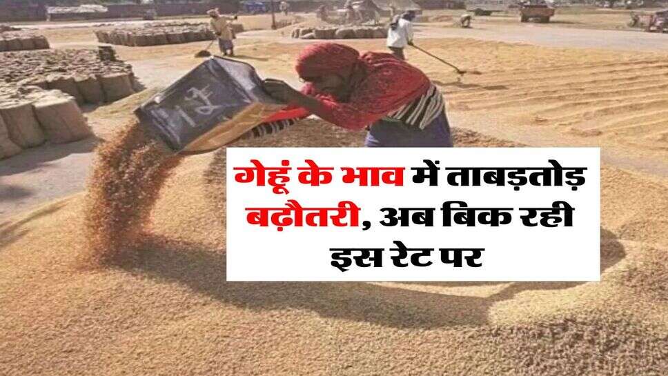 Wheat Price Hike : गेहूं के भाव में ताबड़तोड़ बढ़ौतरी, अब बिक रही इस रेट पर&nbsp;