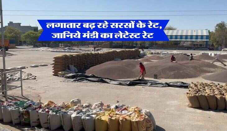sarso ka bhav : लगातार बढ़ रहे सरसों के रेट, जानिये मंडी का लेटेस्ट रेट 
