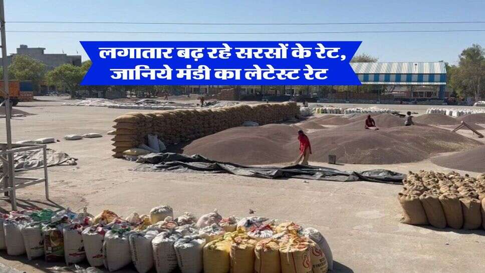 sarso ka bhav : लगातार बढ़ रहे सरसों के रेट, जानिये मंडी का लेटेस्ट रेट&nbsp;