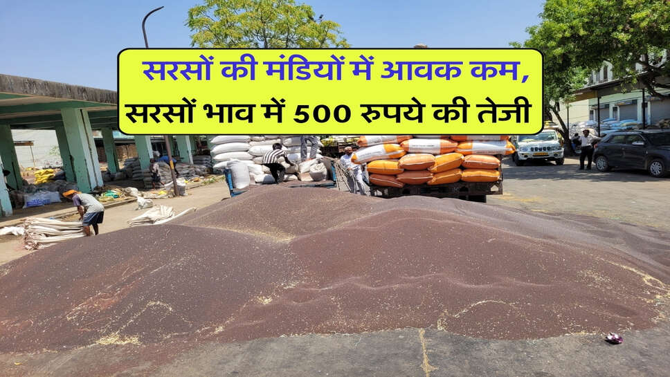 Sarso ka Bhav 17 october : सरसों की मंडियों में आवक कम, सरसों भाव में 500 रुपये की तेजी