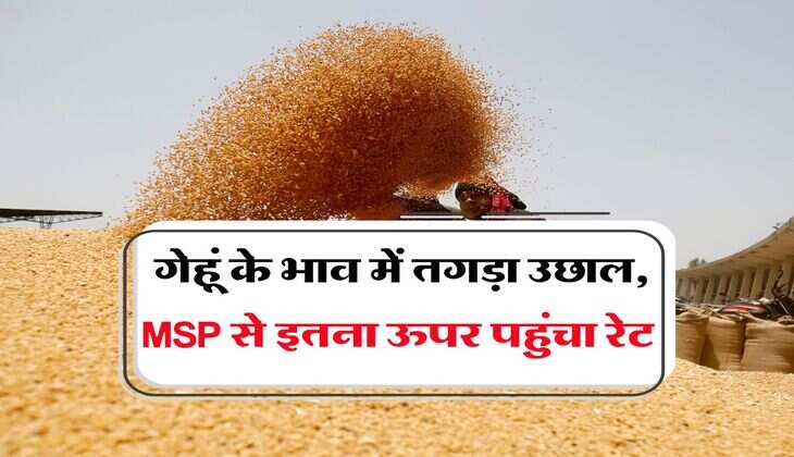 Wheat Price Today : गेहूं के भाव में तगड़ा उछाल, MSP से इतना ऊपर पहुंचा रेट