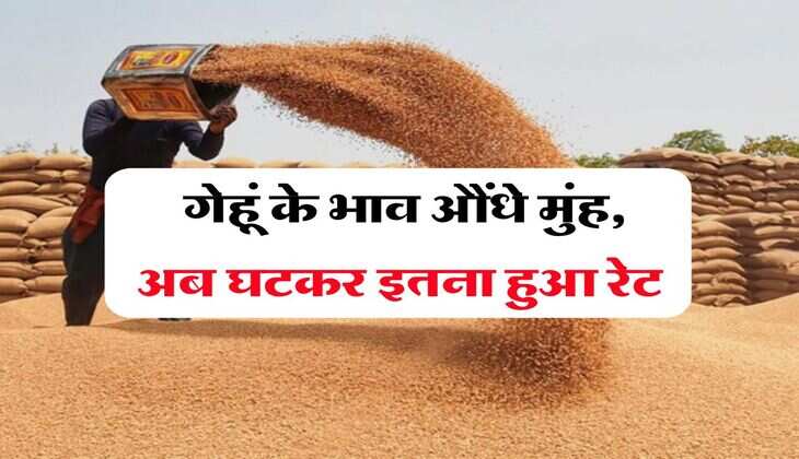 wheat price down : गेहूं के भाव औंधे मुंह, अब घटकर इतना हुआ रेट
