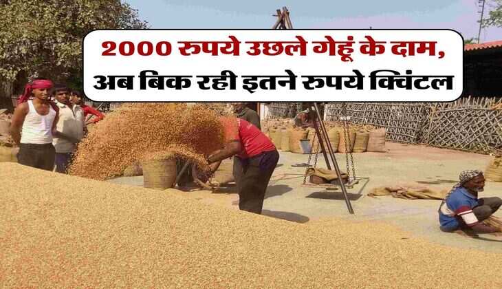 Wheat Price Hike : 2000 रुपये उछले गेहूं के दाम, अब बिक रही इतने रुपये क्विंटल