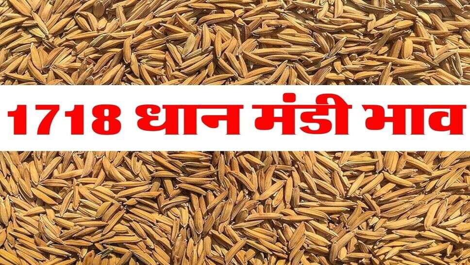 1718 Dhan Price : 1718 बासमती धान के दाम 5000 पहुंचे, जानें मंडियों में क्या रही कीमत&nbsp;