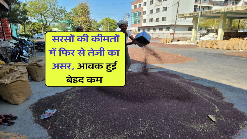 Sarso Bhav 23 October : सरसों की कीमतों में फिर से तेजी का असर, आवक हुई बेहद कम