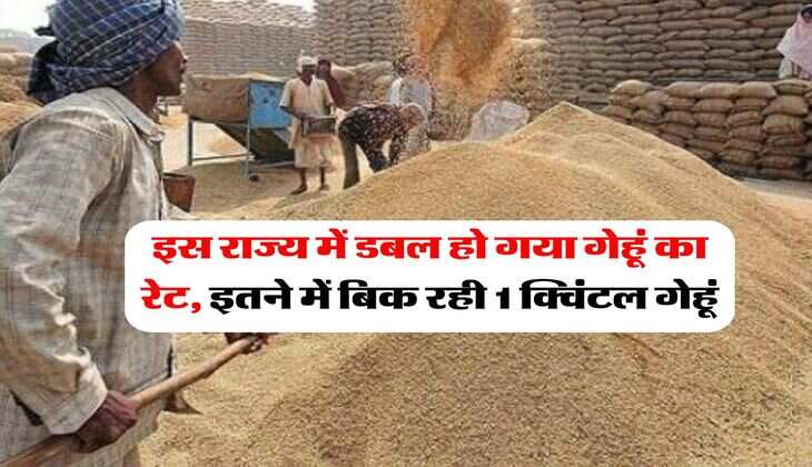 Wheat Price Hike : इस राज्य में डबल हो गया गेहूं का रेट, इतने में बिक रही 1 क्विंटल गेहूं