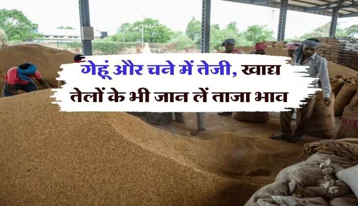 Kota Mandi Bhav : गेहूं और चने में तेजी, खाद्य तेलों के भी जान लें ताजा भाव