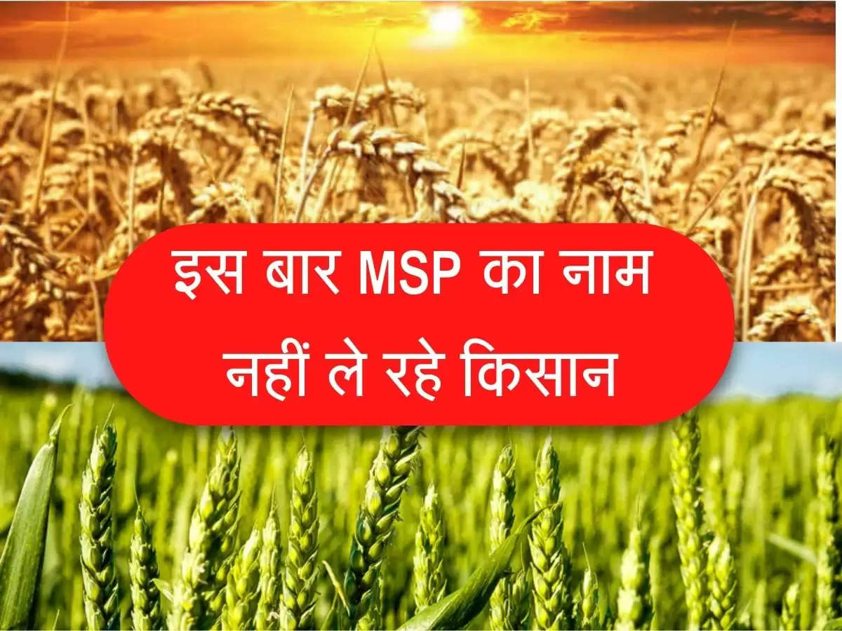 Wheat MSP इस बार MSP का नाम नहीं ले रहे किसान, जानिए असली वजह