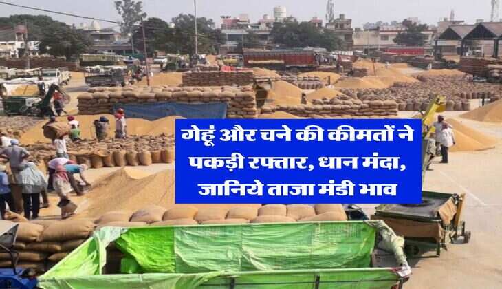 Mandi Bhav : गेहूं और चने की कीमतों ने पकड़ी रफ्तार, धान मंदा, जानिये ताजा मंडी भाव