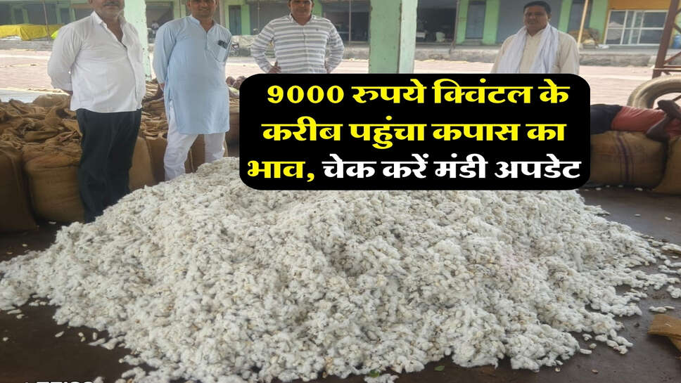 kapas mandi bhav : 9000 रुपये क्विंटल के करीब पहुंचा कपास का भाव, चेक करें मंडी अपडेट