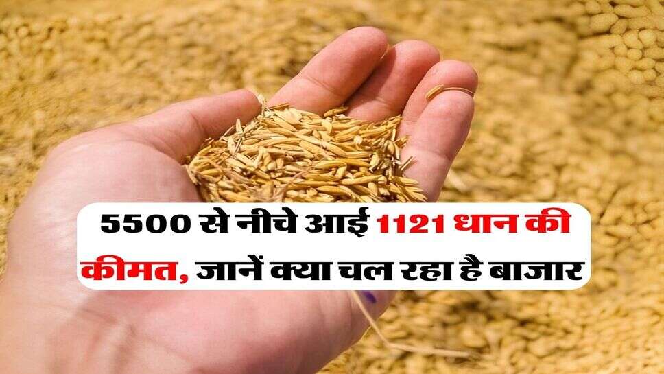 1121 dhan price today : 5500 से नीचे आई 1121 धान की कीमत, जानें क्या चल रहा है बाजार
