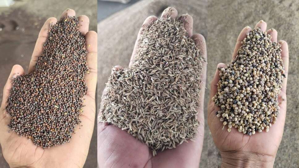 Mandi Bhav: उत्तर भारत की मंडियो में MSP से महंगी बिक रही कपास, जानिए फसलों के नए भाव