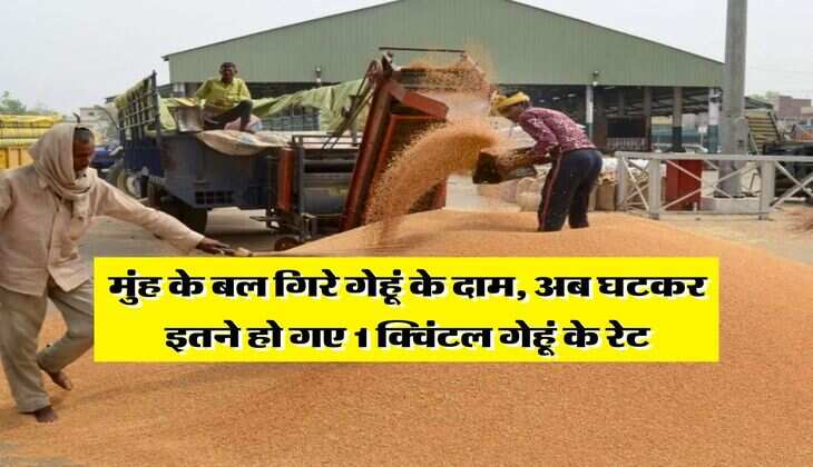 Gehu ka Bhav : मुंह के बल गिरे गेहूं के दाम, अब घटकर इतने हो गए 1 क्विंटल गेहूं के रेट