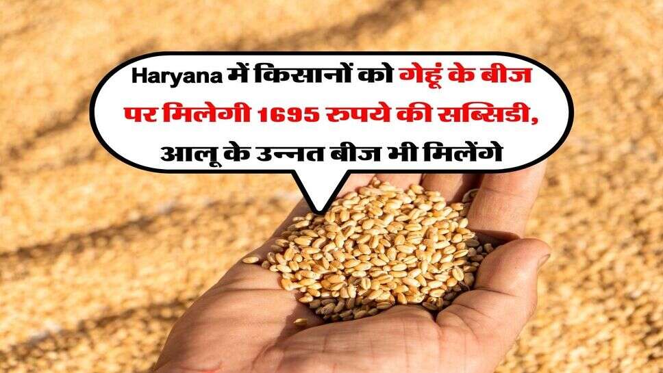 Haryana में किसानों को गेहूं के बीज पर मिलेगी 1695 रुपये की सब्सिडी, आलू के उन्नत बीज भी मिलेंगे