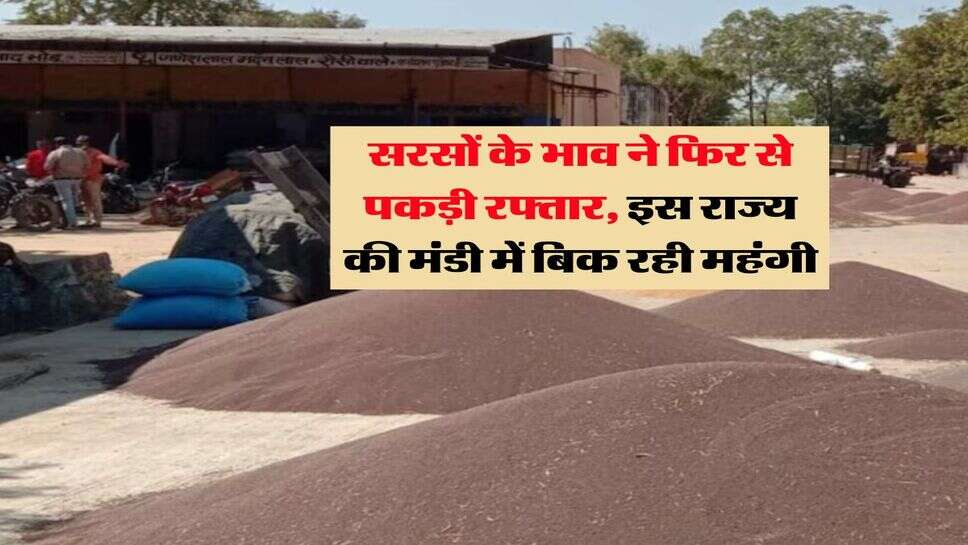 sarso ka taja bhav : सरसों के भाव ने फिर से पकड़ी रफ्तार, इस राज्य की मंडी में बिक रही महंगी