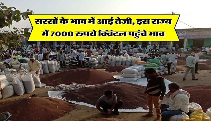 sarso rate today : सरसों के भाव में आई तेजी, इस राज्य में 7000 रुपये क्विंटल पहुंचे भाव
