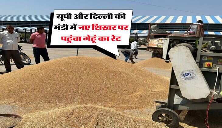 UP Wheat Rate 2025 : यूपी और दिल्ली की मंडी में नए शिखर पर पहुंचा गेहूं का रेट