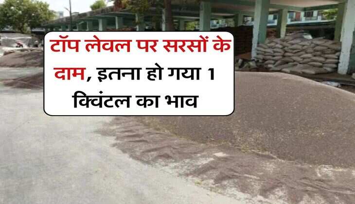 sarso ka bhav 29 july 2025 : टॉप लेवल पर सरसों के दाम, इतना हो गया 1 क्विंटल का भाव