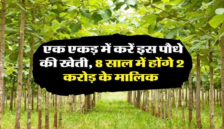 Business Idea: एक एकड़ में करें इस पौधे की खेती, 8 साल में होंगे 2 करोड़ के मालिक 