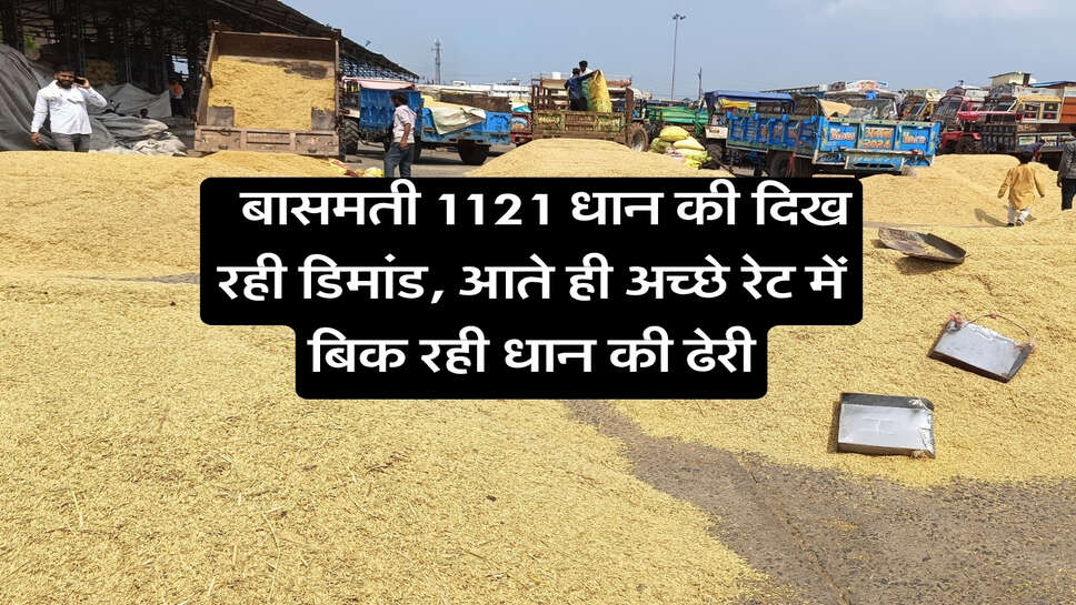 1121 Dhan Price Today : बासमती 1121 धान की दिख रही डिमांड, आते ही अच्छे रेट में बिक रही धान की ढेरी