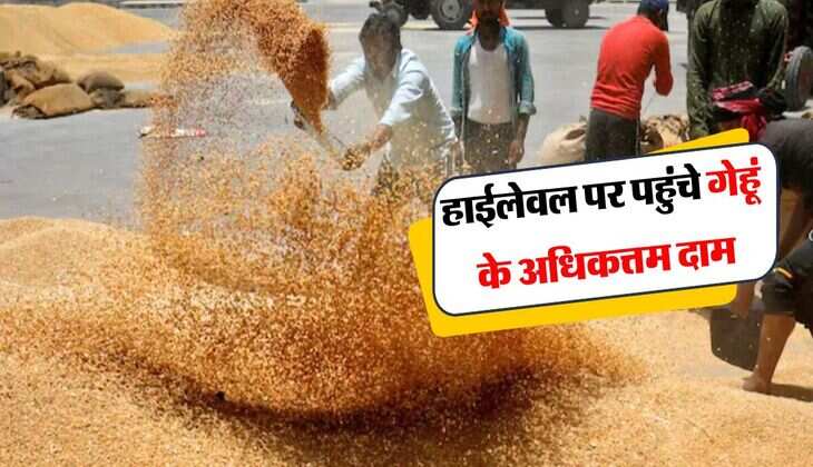 wheat price hike : हाईलेवल पर पहुंचे गेहूं के अधिकत्तम दाम, रोटी हुई महंगी