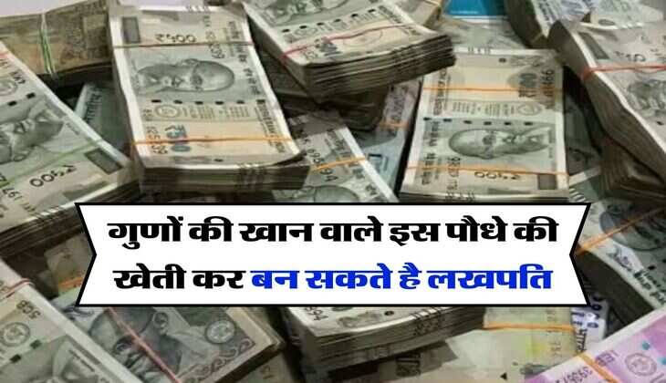 Business Idea : गुणों की खान वाले इस पौधे की खेती कर बन सकते है लखपति, 15 हजार में बिजनेस शुरू कर कमा सकते है मोटा मुनाफा