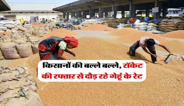 Gehu Mandi Bhav : किसानों की बल्ले बल्ले, रॉकेट की रफ्तार से दौड़ रहे गेहूं के रेट