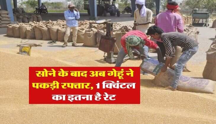 Gehu ka bhav september 2025 : सोने के बाद अब गेहूं ने पकड़ी रफ्तार, 1 क्विंटल का इतना है रेट