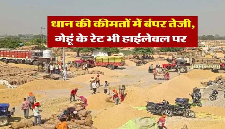 Mandi Bhav : धान की कीमतों में बंपर तेजी, गेहूं के रेट भी हाईलेवल पर 