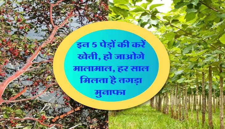 Tree Farming : इन 5 पेड़ों की करें खेती, हो जाओगे मालामाल, हर साल मिलता है तगड़ा मुनाफा 