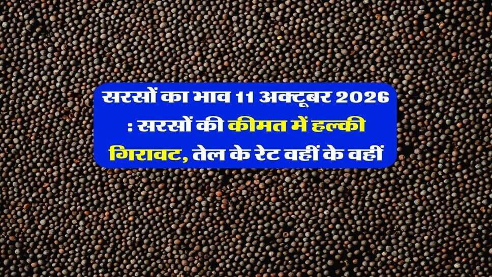 सरसों का भाव 11 अक्टूबर 2026 : सरसों की कीमत में हल्की गिरावट, तेल के रेट वहीं के वहीं